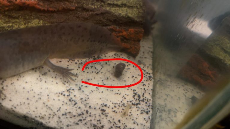 what-does-axolotl-poop-look-like_1753275711