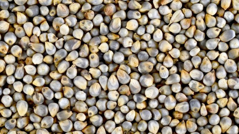 what-is-bajra-flour_1753276867