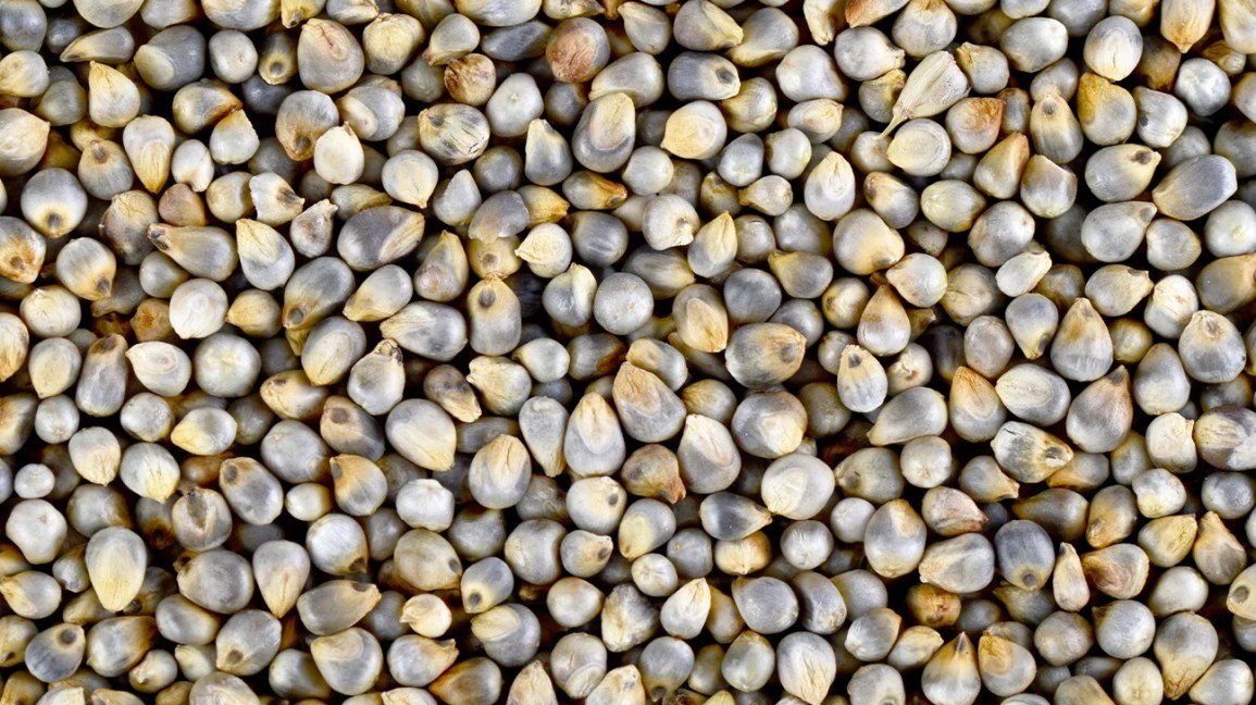 what-is-bajra-flour_1753276867