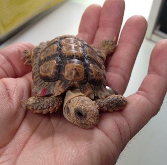 what-is-the-smallest-tortoise_1753277042