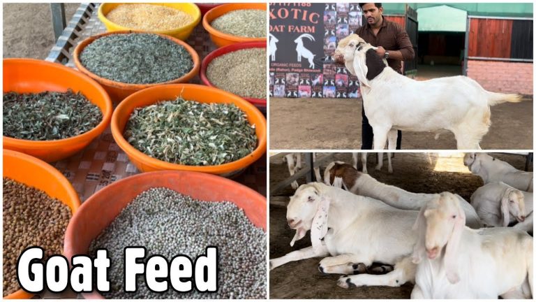 what-to-feed-goats-to-gain-weight_1753277420